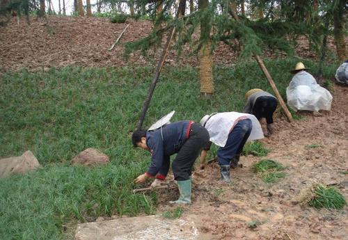 麦冬绿化种植效果与药用效果：两样花果山的故事