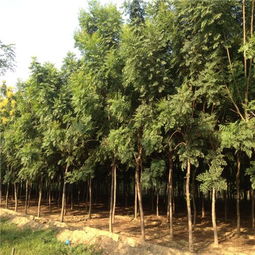 栾树苗大量出售信息