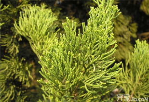 柏树叶煮水洗头的神秘功效，你知道吗？