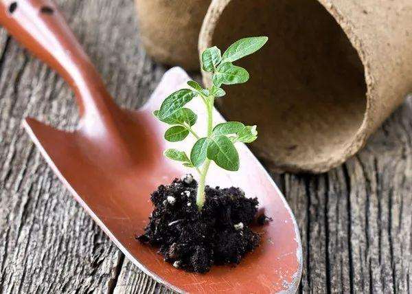水培植物如何才能养活？掌握这6个技巧