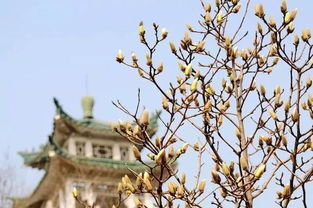 南召田野，玉兰盛开醉人