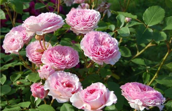 盲枝和盲芽， 是月季生长发育不良的表现