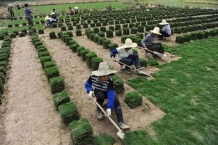 耐寒先锋品种的发现