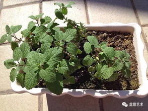 薄荷种植历史小谈