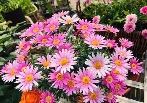 养花的疑问，我来解答