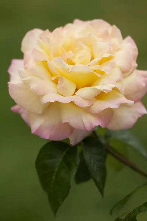 走进月季花的世界，探寻那些迷人的品种