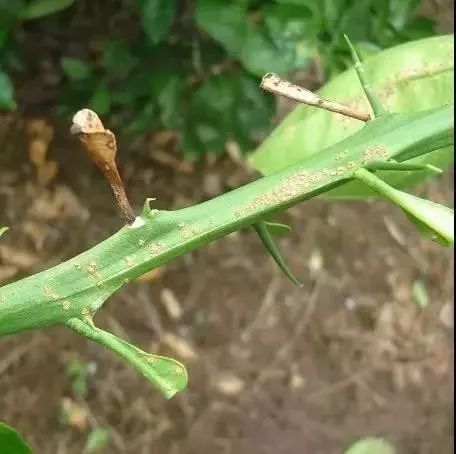 空心菜叶子变黄了咋办呢？