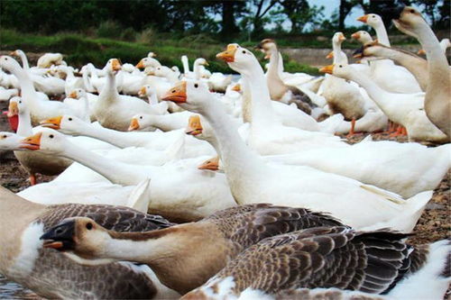 发酵饲料喂鸡鸭鹅有哪些优点和缺点？与种鹅相比有何不同？