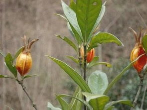沙糖桔成花，为何结果实