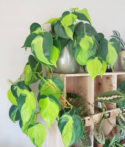 卧室花卉， 提升睡眠质量