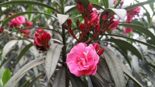 凌霄花：冬天的期待