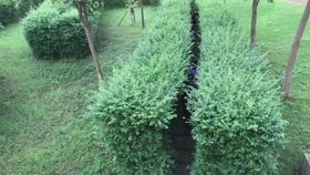 草种选择：森林里的绿色守护者