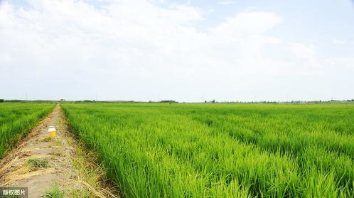 柳树种植时如何根据不同环境要求选择适宜品种并有效防治病虫害