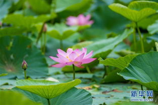 哈尔滨荷花盛开的季节