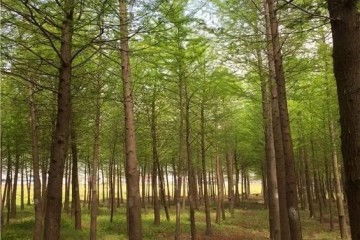 湖南苗木基地， 种出绿色梦想