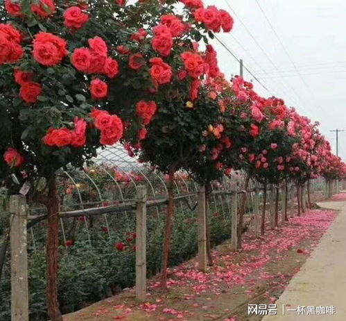 土壤篇：月季的“懒人”习性