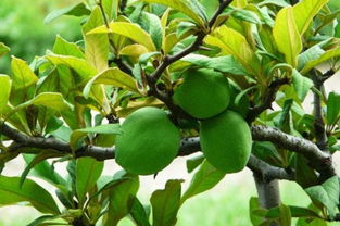 木瓜海棠泡水喝的第一个功效：助于消化