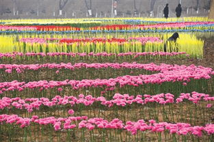 濉溪县秸秆变绿植，花卉产业迎新春