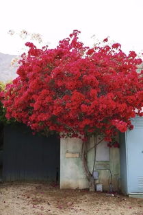 红叶李生长的喜好环境