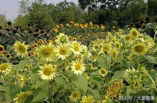 误区1：施肥越多越好