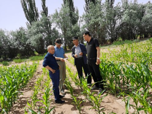 触杀性除草剂：Zui佳选择