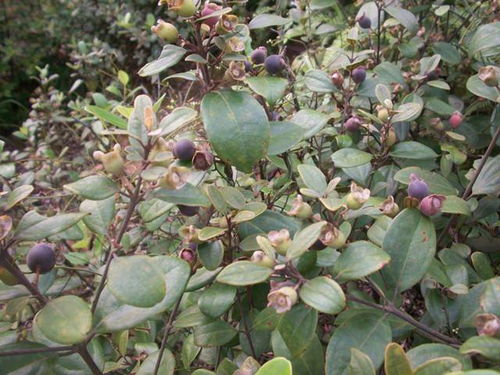 多菌灵治疗根瘤效果探究