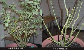 春季月季树修剪， 轻松养护的秘诀