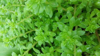 景天科植物：夜间吸碳， 植物界的“夜猫子”