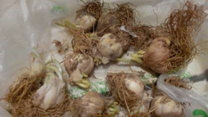 生根发芽， 换水有讲究