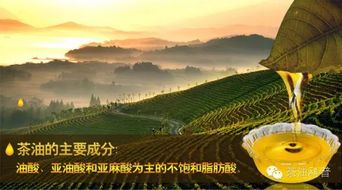 金浩茶油5L价格一览，山茶油收购新动态！