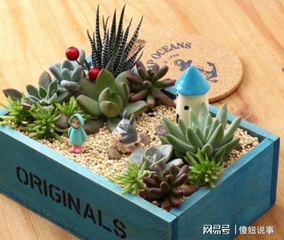 “多肉植物新入手，如何养护让它茁壮成长