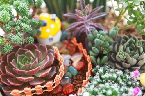 家里养一盆，Neng够祈祷天天有好运，岁岁dou顺利。