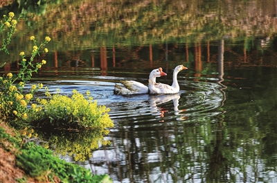 湿地适宜种植的树木