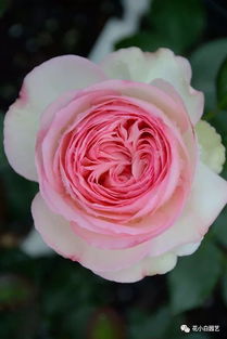 荷兰迪瑞特月季公司，你知道吗？