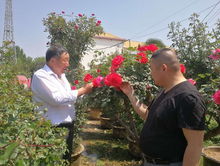 一、 月季情缘，父子同心