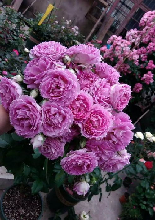 康沃尔公爵夫人月季的花期到底有多长？