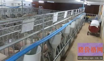 养猪场热应激危害大，科学降温是关键