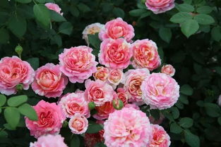 玉脂月季：颜值仙女， 国产月季的隐藏之宝