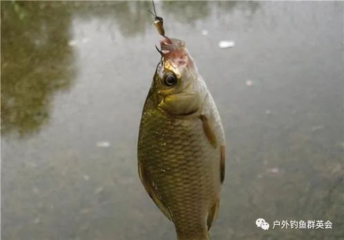 秋田狐钩，源自日本
