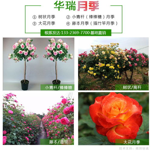 月季界的瑰宝，南阳万景月季等你来购