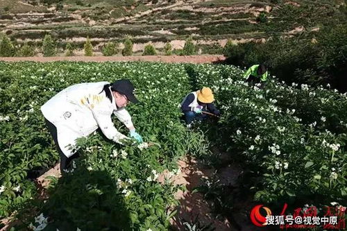南方马铃薯种植需根据当地气候调整播种时间