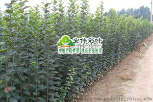 西府海棠，养护要到位