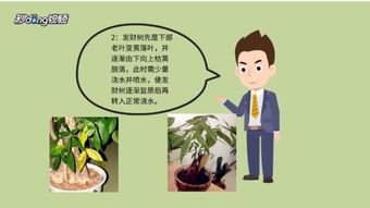 发财树叶子焦了怎么办？如何挽救