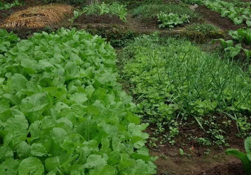 秋天收获，菜园子的丰收季节