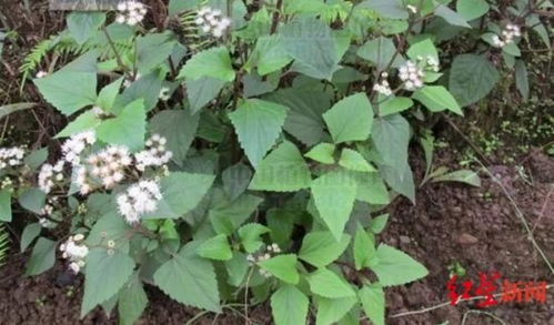 入侵植物白花鬼针草：挑战与农业利用潜力
