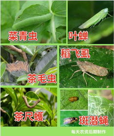 农药的搭配：阿维菌素的黄金搭档