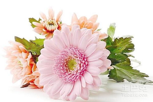 一亩地种植非洲菊大概需要多少株？