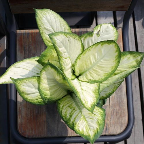 万年青，常绿植物