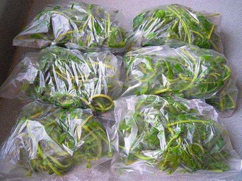 新鲜金线莲怎么保存？教你几个保鲜小妙招