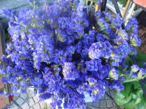 蓝盆花：坝上草原的蓝色波涛